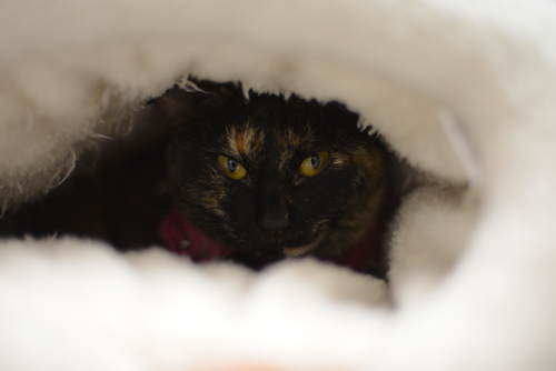 DSC_0183.jpg