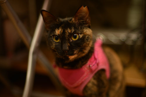 DSC_0513.jpg