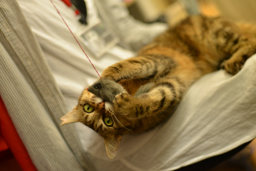 1_2013082217211144f.jpg