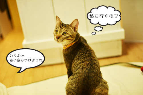 譲渡会1