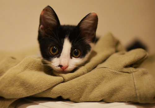 1_2013101319095578a.jpg