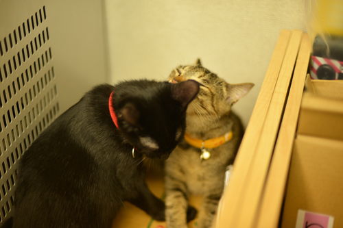 5_2013100816481756b.jpg
