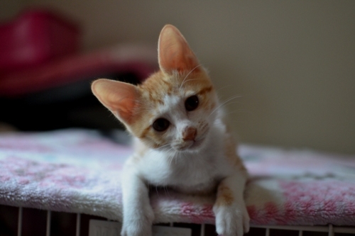 DSC_0534.jpg