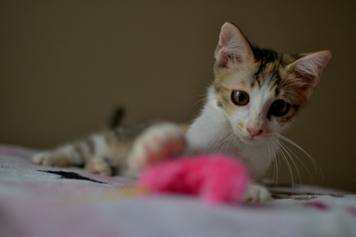 DSC_0592.jpg