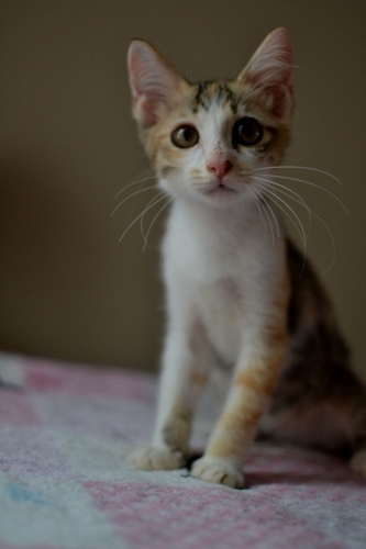 DSC_0599.jpg