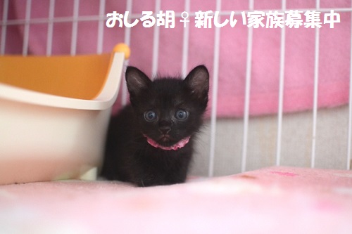DSC_0387 - コピー