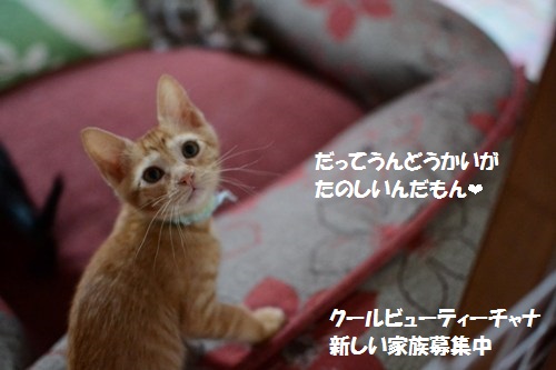 4_201406151417221f4.jpg