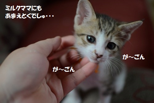 7_20140621003735eb5.jpg