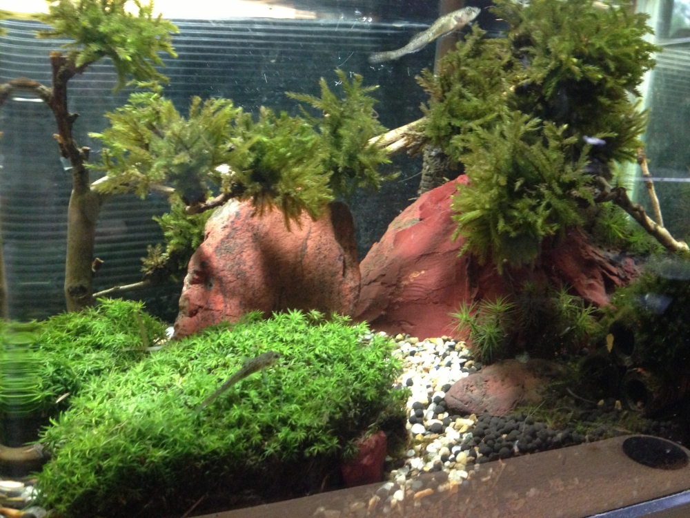 ボンビーアクアリウム ブログ Poinixproduction